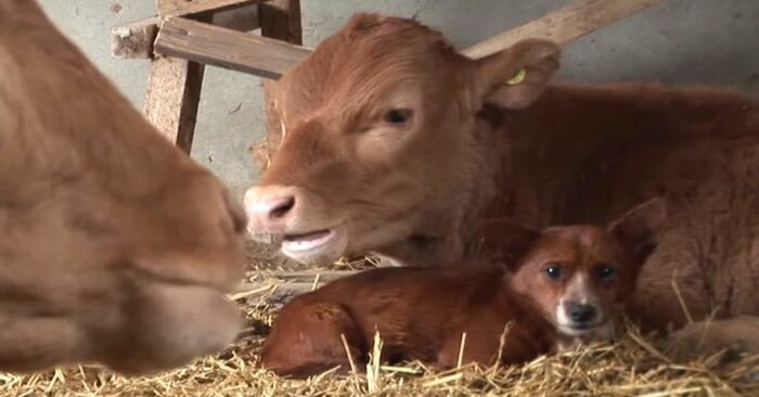  What a cute scene: tiny lovely dog bursts into tears when he meets the cow that raised him