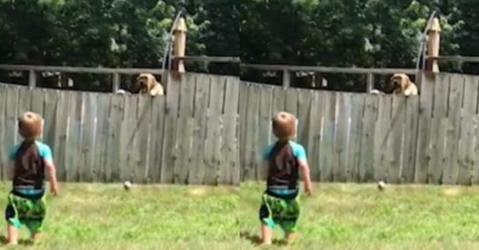  What a beautiful scene: this boy played ball over the fence with the neighbor’s dog and won millions of hearts
