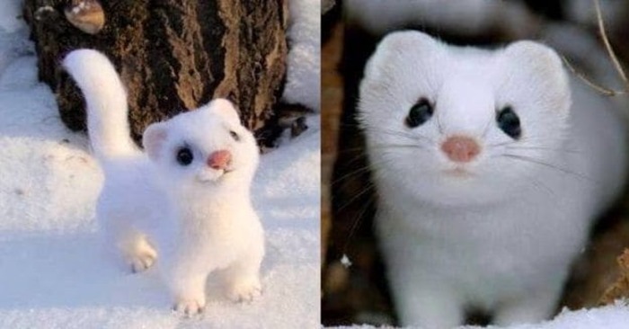  What a cute creature: here is the most adorable wild snow-white weasel