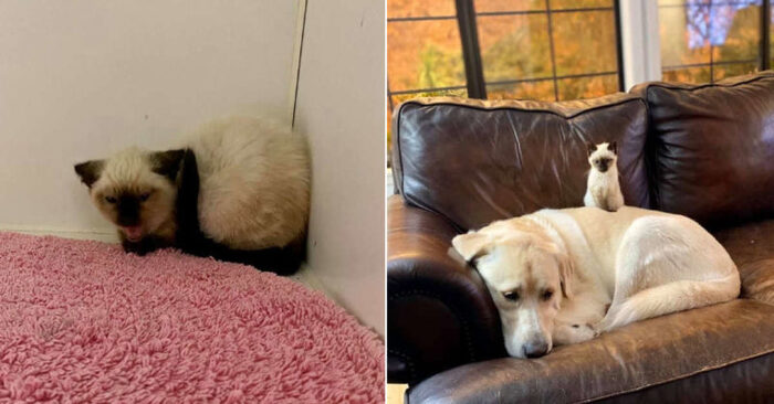  Good story: with the help of a caring dog, this shelter kitten turns into a unique kitten