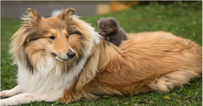  What a wonderful story: a kind dog saved a lonely fox baby, soon the baby had a new family