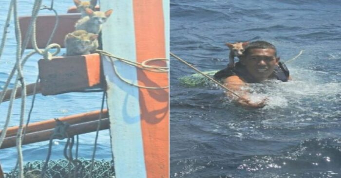  Real hero: this guy immediately jumped into the ocean to save the lives of 4 lovely cats
