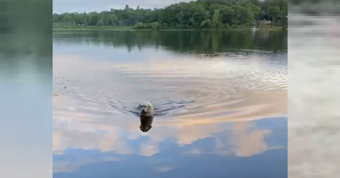  An interesting story: this dog swims across this lake every day and is proud when he reaches the shore