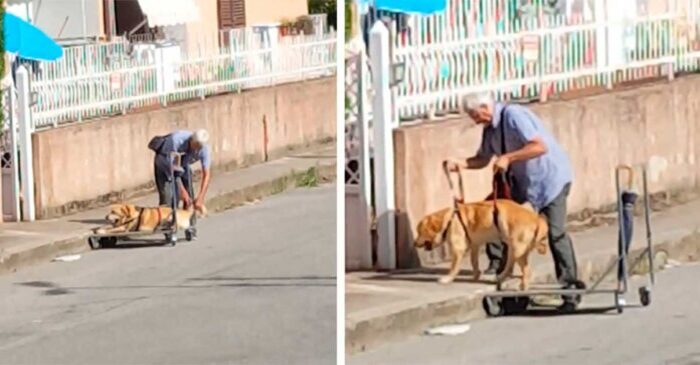  A sweet story: an elderly man goes for a walk with his disabled dog on a cart several times a day