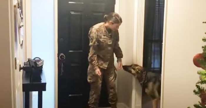  Sweet awaited reunion: this lovely dog is finally back with her soldier girl