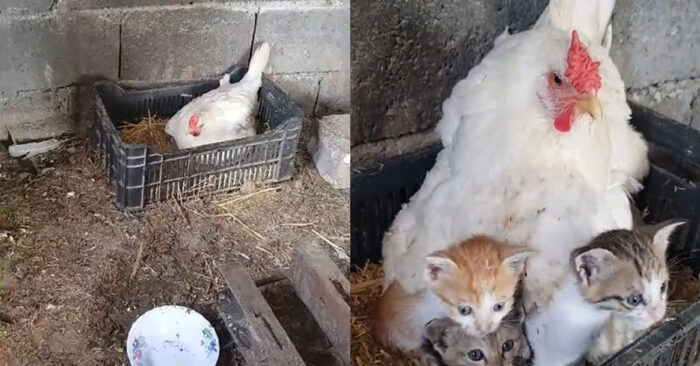  Unreal scene: a chicken adopted lonely kittens and began to warm them up in cute shots