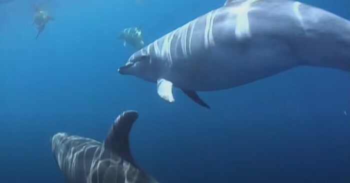  Beautiful marine life: cute dolphins helped a lost baby seal find its way home