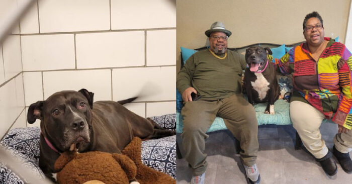  Good story: 2 years this 9-year-old dog lived in a shelter, but finally her fate smiled at her