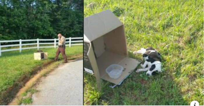  Interesting story: a police officer walked up to a box in the road and saw a 10-week-old puppy lying alone