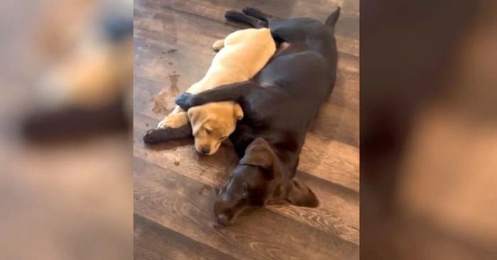  Cute story: this restless, stressed dog gets emotional support from his cute friend