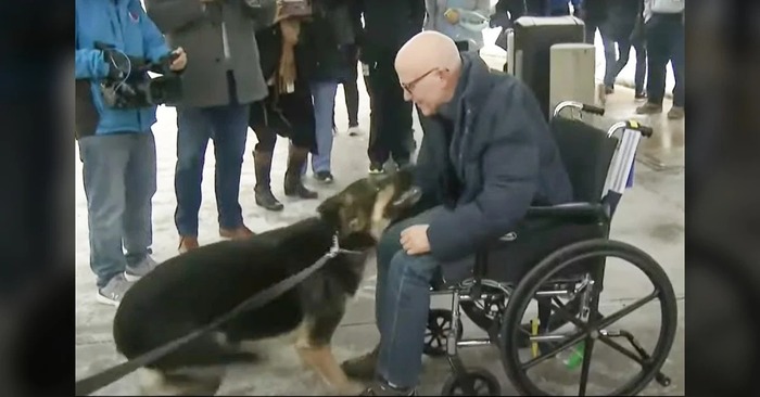  What a pleasant meeting: the reunion of the dog with the owner, whom she supported during a stroke
