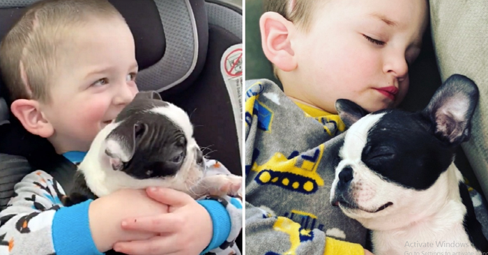  Cute story: a boy underwent brain surgery and then received a beautiful puppy as a gift