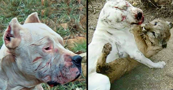 What courage: this brave pit bull tries to protect and fight for two children who were attacked by a cougar