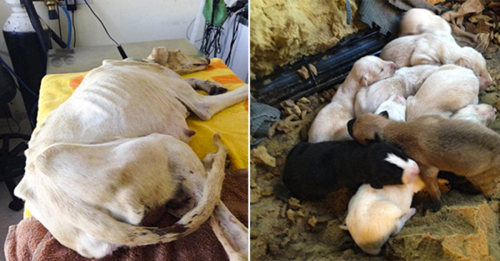  Touching scene: this wonderful dog with a broken leg led vets to her cute puppies