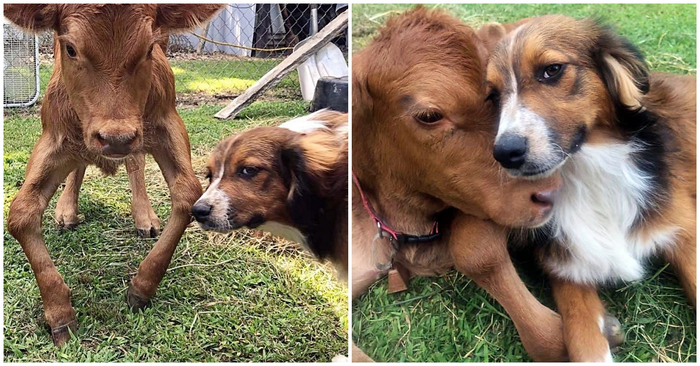  Cute story: a beautiful dog takes care of a cow with deformed legs and becomes her caretaker