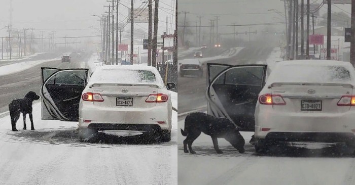  Good story: a caring woman stopped and got out of the car to save a dog which was left alone during a storm