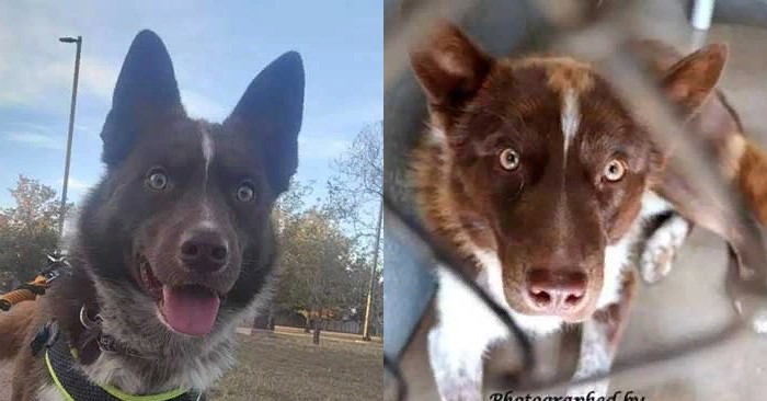 Beautiful story: a dog could have saved his owner’s life just a few days after meeting her