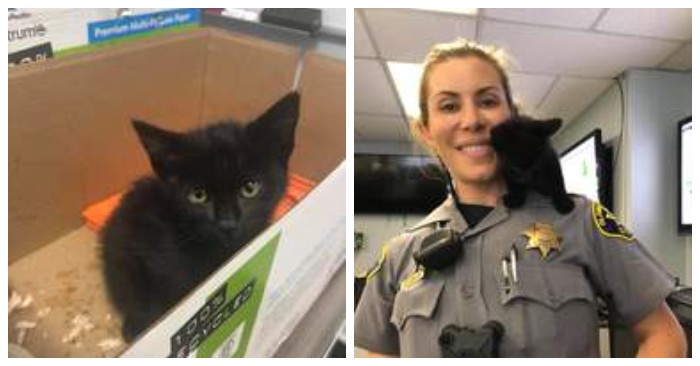  The tiny kitten refuses to be ignored when it arrives at the sheriff’s office
