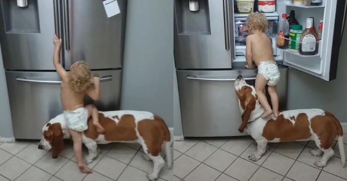  Funny scene: a cute dog helped the kid to get a snack in the fridge that the boy could not reach