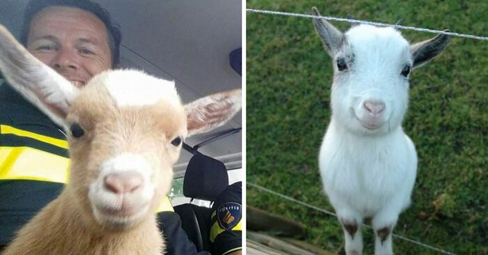  Here’s the news: goats can understand human emotions and make enthusiastic faces