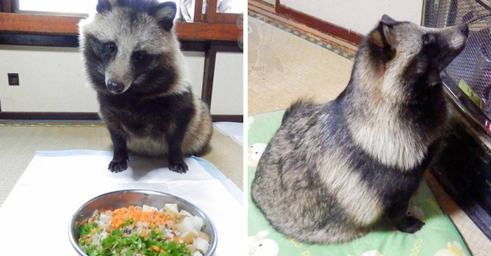  Incredible nature: here is a Japanese dog that looks like a raccoon, and everyone is just crazy about him