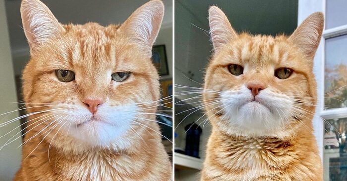  Unique face: an angry cat with a dissatisfied face seems to condemn everything