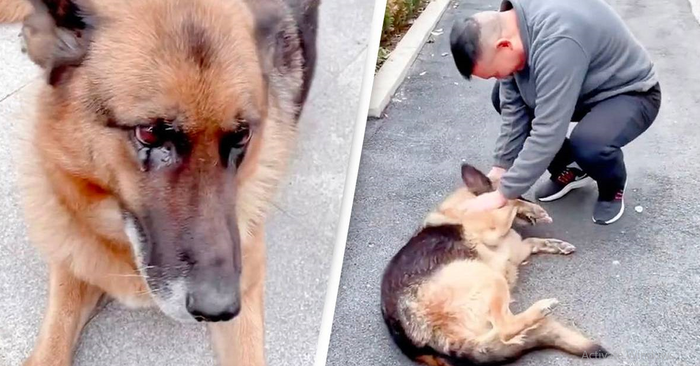  Touching scene: retired cops dog starts crying when she sees her previous manager