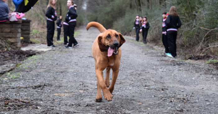  This is great: a beautiful dog, participated in the Fifty Percent marathon, and ended up in 7th place