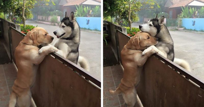  What cute creatures: a lonely dog runs out of the gate and hugs his mate