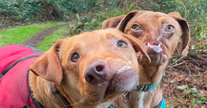  Here’s the sweet story: these deformed-faced dogs became best and best friends