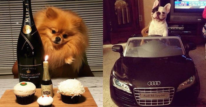 This is incredible: these dogs are rich and this is proof that many puppies live better than people