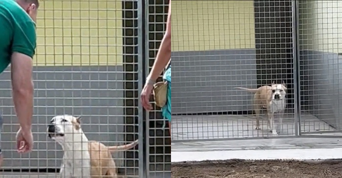  Lovely story: cute dog finally happy when after 270 days at the shelter, someone spotted him