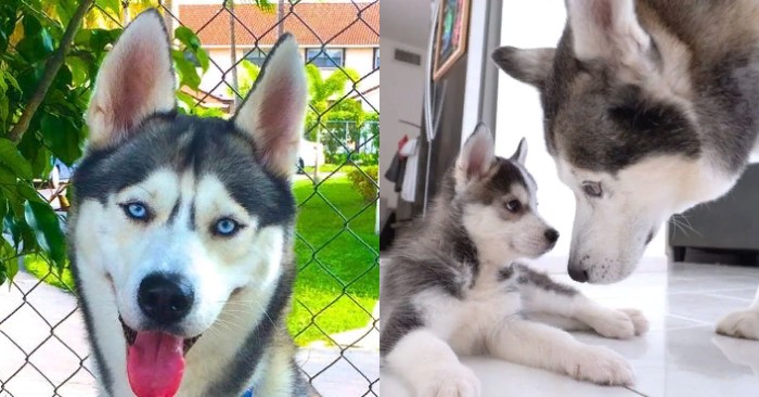  Cute scene: beautiful Husky saw his cute puppy which is like a drop of water like him
