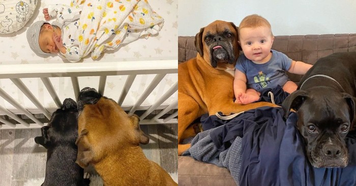  Lovely scene: a lovely dog is happy to help the baby get on his feet for the first time in his life