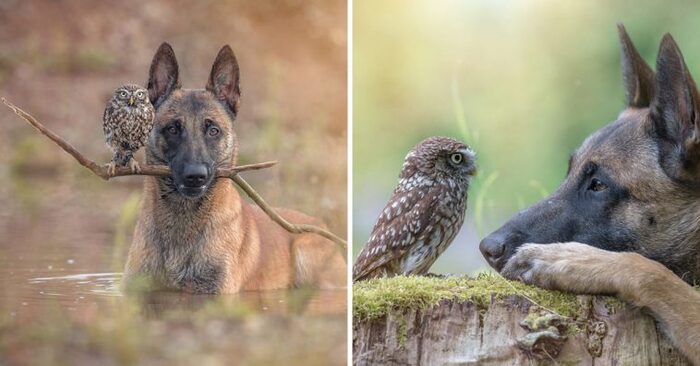  Beautiful story: Belgian Malinois and tiny owl become the most incredible friends