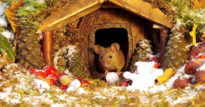  Beautiful story: a man saw cute mice in his garden and built a town for them