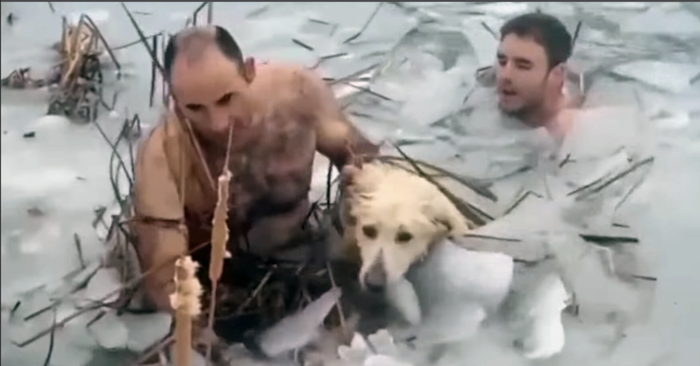  Good story: a dog that ended up in an icy lake was lucky and was rescued by the police