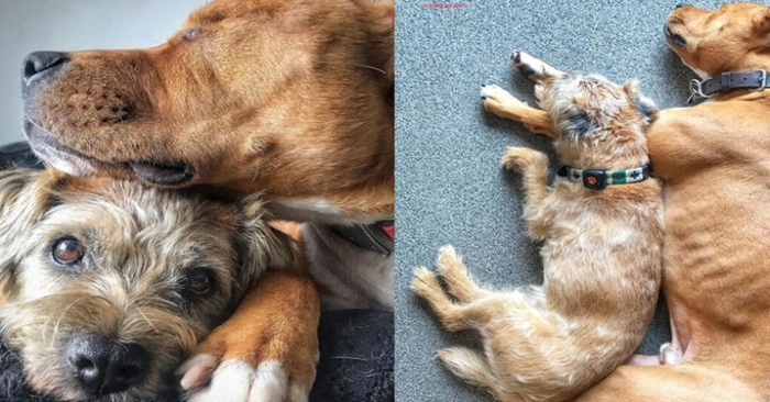  What a sweet story: a dog decided to be the perfect guide for his blind friend