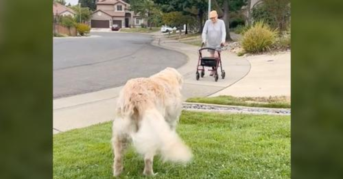  Cute scene: the old dog won everyone over with his “greeting” to the elderly woman