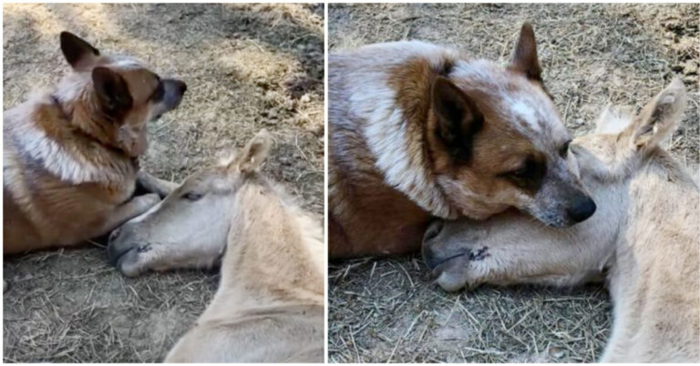  What a cute scene: this wonderful dog comforted a lonely foal after his mother died
