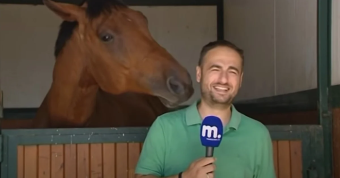  Funny scene: the reporter laughed when the unique cute horse interfered with him and conquered everyone