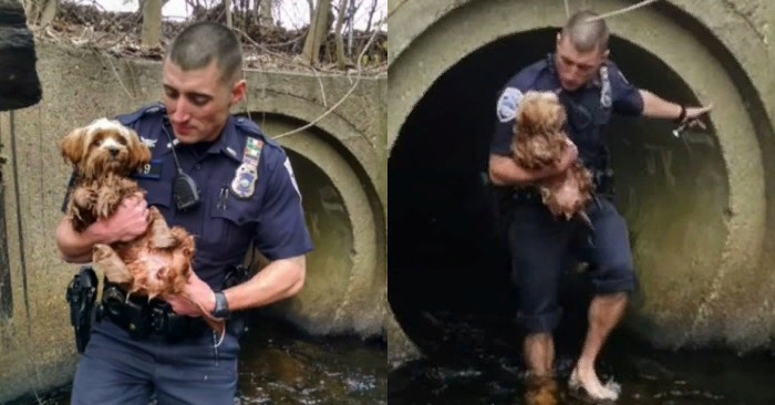  What a brave act: the kind officer immediately took off his shoes and went to rescue a lone dog in the tunnel