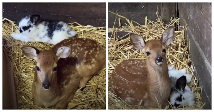  Sweet story: this beautiful fawn had no friends and no communication but learned to love thanks to a bunny