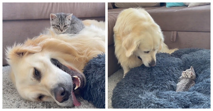  Cute scene: this is how this adorable dog reacted when he saw the kitten in his bed