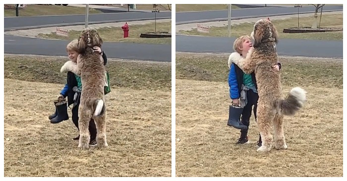  What a beautiful scene: this dog won millions of hearts when he gave his brother a big hug after school
