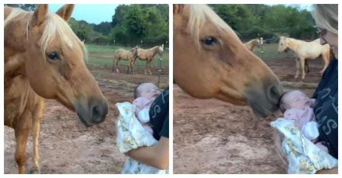  What an adorable meeting: the horse amazed everyone with his behavior when he first met a newborn