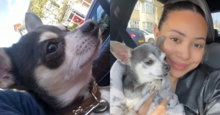  Beautiful story: this woman is finally again with her dog that was stolen 10 years ago