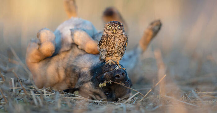  How cute it is: this photographer managed to photograph the friendship between the dog and the owl