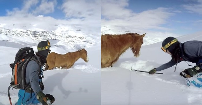  Beautiful story: caring and kind snowboarders saved the life of a frozen horse