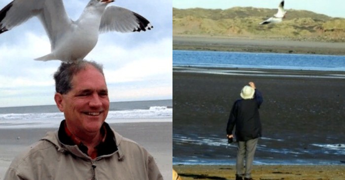  This is great: the seagull has always visited the person who saved her life every day for 12 years